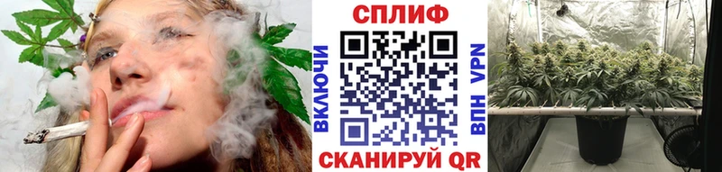 наркотики  Морозовск  Марихуана сатива 